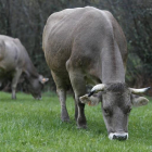 Vacas pastando en el campo.