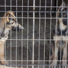 Dos perros en una jaula