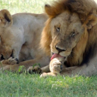 Un león y una leona descansan a la sombra.