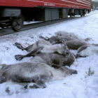 Ciervos muertos después de ser atropellados por un tren de carga cerca de Mosjoen, en el norte de Noruega.