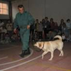 Un agente pasea a uno de los perros antes de una exhibición