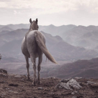 Fotografía de un caballo en las montañas de Babia de Richard Le Manz. DL