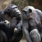 Chimpancés del Zoo barcelonés.