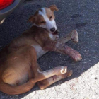 La perra de un año fue atropellada en Lorenzana. DL