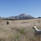 Un cazador junto a su perro en un campo de la provincia.