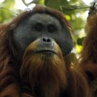 Un ejemplar macho de orangután de Tapanuli o Pongo tapanuliensis en las selvas de Batang Toru, en la isla indonesia de Sumatra.
