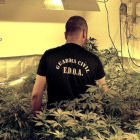 Fotografía facilitada por la Guardia Civil de las más de 1.300 plantas de marihuana que los agentes han encontrado en el sótano de un chalé.