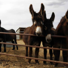 Cuatro ejemplares de burro zamoranoleonés.