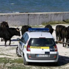 Un coche de la policía junto a los siete toros del rodaje.