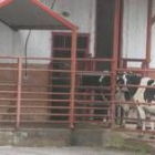 Dos vacas en la entrada al matadero poco antes de su cierre el lunes