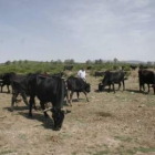 Reses de la ganadería de El Mular pastan en el monte de Villar de Omaña.