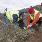 Se plantaron un millar de sabinas en una zona quemada. R. ORDÓÑEZ