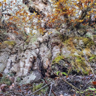 Imagen del monumental castaño situado en un soto de Valina (Toral de los Vados). DL