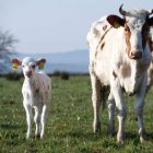 Un ternero y una vaca. efe