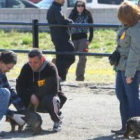 Un miembro del jurado comprueba las características de uno de los perros competidores.