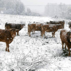 Ganado vacuno en la montaña leonesa, bajo la nieve. j. casares