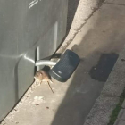 Una rata junto a un contenedor en el centro de Ponferrada. PRB