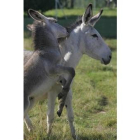 Uno de los tres burros juega con su madre en el terreno que tiene Alejandro en Vegas del Condado