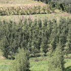 Unos frutales en producción en la zona del Bierzo en una imagen de la pasada campaña. L. D. M.