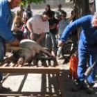 La matanza del cerdo fue el acto central del programa de la feria tradicional ayer en Cármenes