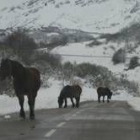 Actividad ganadera en Burón, un pueblo de la montaña leonesa