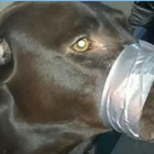 ARCHIVO Imagen de la perra con la boca sellada colgada en Facebook.