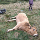 La vaca, que estaba preñada de ocho meses, cayó desplomada. DL