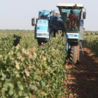 Un momento de la vendimia en la bodega Gordonzello.
