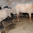 Un grupo de ovejas con el posible virus aguardan en una cueva aparte