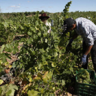 Vendimia en la Bodega Miñambres de Villamañán. DL