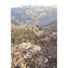 El incendio calcinó monte bajo y 20 hectáreas de hayas.