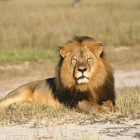 Cecil, el rey de la selva y del parque nacional de Hwange (Zimbaue), donde vivía hasta que este julio le ha abatido un cazador norteamericano.