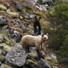 Una osa se pasea con su cría por una zona rocosa de la Cordillera Cantábrica en una imagen tomada por las patrullas de la Fundación Oso Pardo.