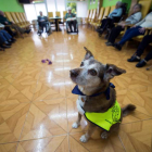 El perro Miko, durante la terapia con personas mayores, en el centro de día San Cipriano en Bezana, en Cantabria.