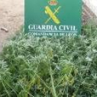 Las plantas de Cannabis Sativa están a la espera de su pesaje y análisis