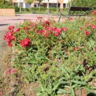 Un rosal rodeado de cardos en uno de los jardines del centro