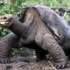 ‘Solitario George’ fue la última tortuga gigante de su especie y fue descubierto por unos cazadores de cabras en 1972.