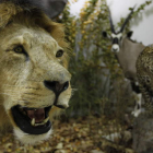 Un león, un guepardo y un antílope que forman parte de la exposición sobre mamíferos del mundo que acoge la facultad de Biología de la Universidad de León y que ha puesto en marcha y gestiona Czule.
