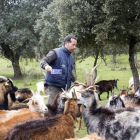 La leche de cabra está demostrando ser una gran oportunidad de negocio.