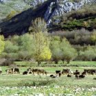 Ganado de Valles del Esla pastando en una de las fincas de Camposolillo
