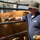 Un veterinario inyecta medicamentos a una vaca infectada de EHE. JESÚS FORMIGO/ICAL