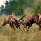 Dos ciervos pelean en la época de apareamiento en un coto de caza del norte de Serbia