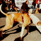 Un pitbull sujeto por su dueño en una concentración en defensa de los derechos de los animales. IVÁN ARTÍMEZ / EFE