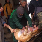 Los matarifes inician el despiece del animal tras el sacrificio y la limpieza de la piel.