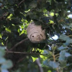 Avispero poco frecuente en León, en un parque; abajo, un nido de celdillas.