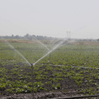 Cultivo de remolacha en un finca de León. MARCIANO