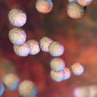 Ilustración de la bacteria Streptococcus pyogenes, conocida coloquialmente como Estreptococo A. SHUTTERSTOCK | KATERYNA KON