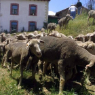 Las ovejas cruzan por las calles de Prioro en una fiesta de la trashumancia.