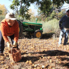 Temporada de recogida de castañas en el Bierzo.