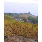 La nueva bodega ha seleccionado cinco hectáreas de viñedo en la localidad villafranquina de Dragonte